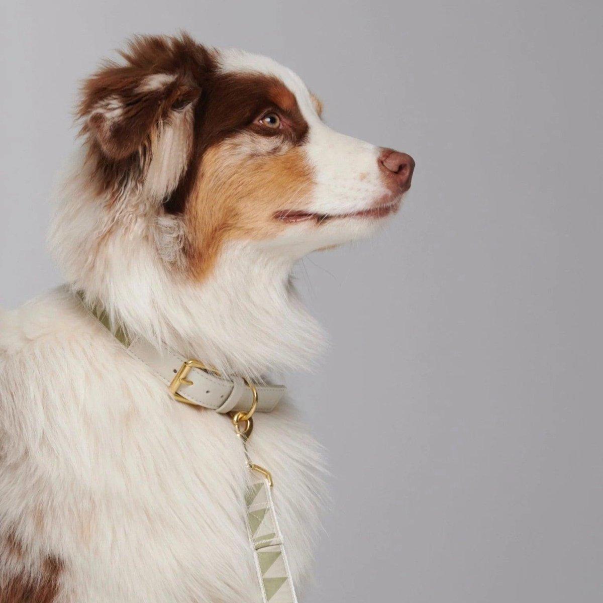 Collier pour chien haut de gamme - HEY SCOUT - Kasibe