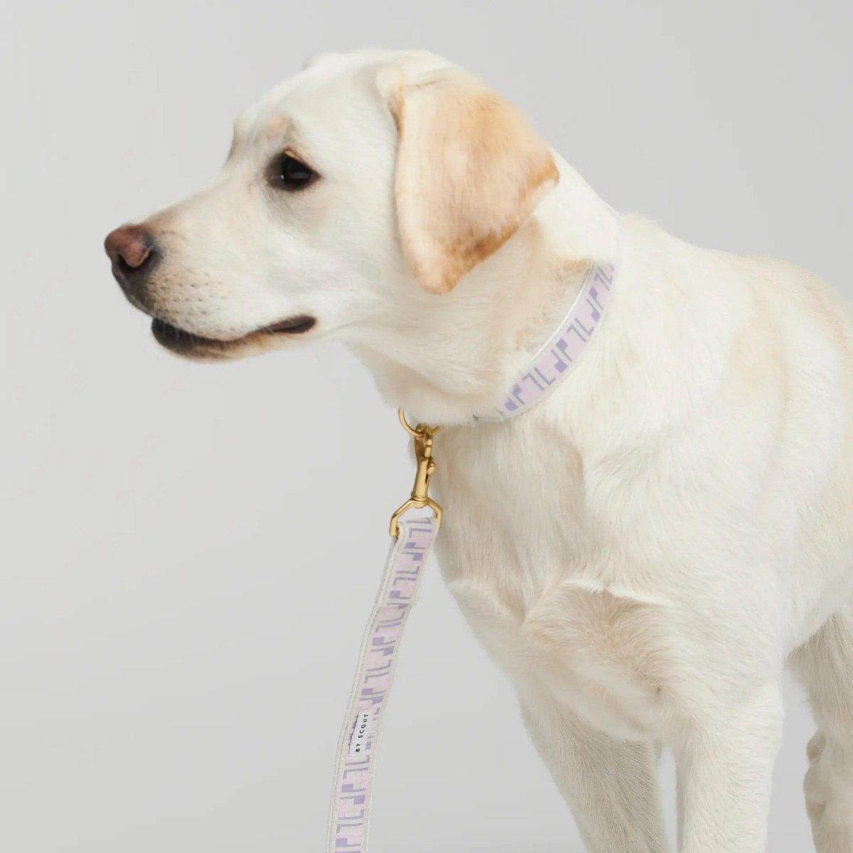 Collier pour chien haut de gamme - HEY SCOUT - Kasibe