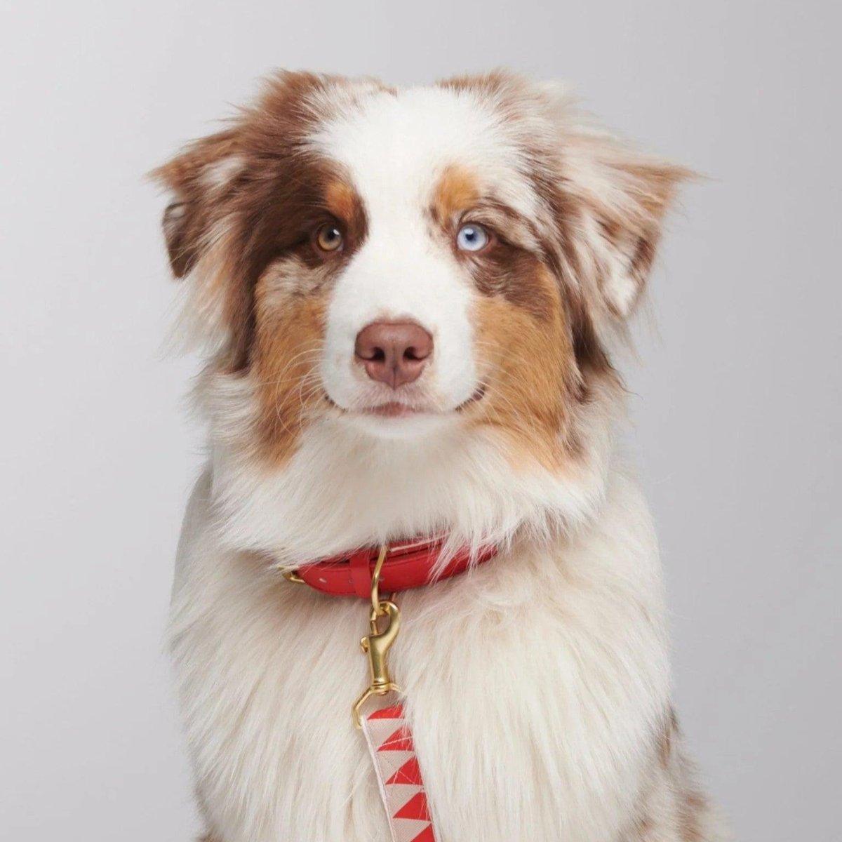 Collier pour chien haut de gamme - HEY SCOUT - Kasibe
