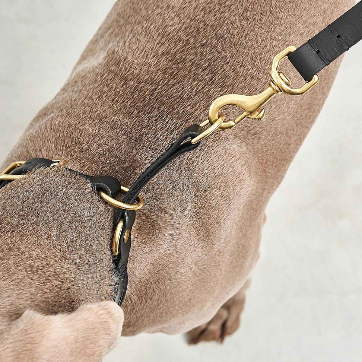 Collier pour chien original - FANO - Kasibe