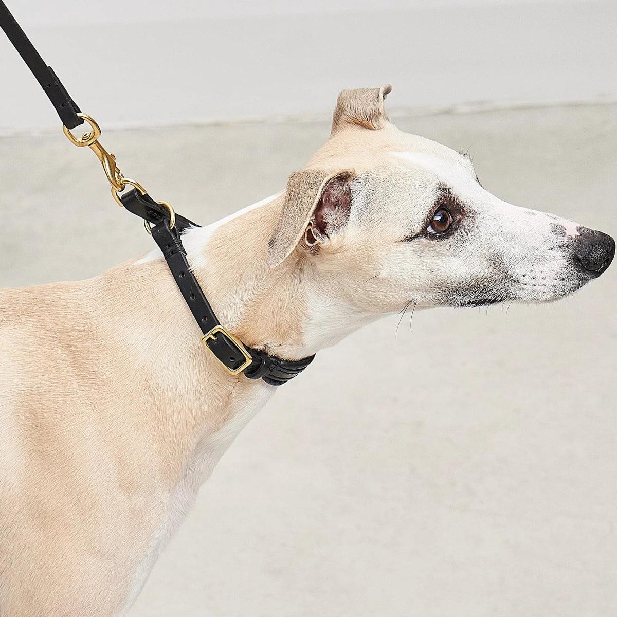 Collier pour chien original - FANO - Kasibe