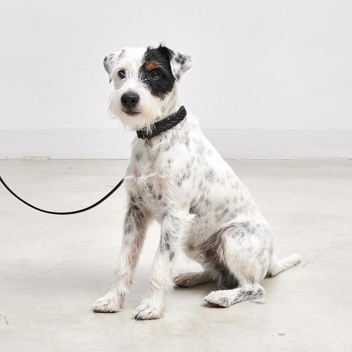 Collier pour chien tissé à la main - PALERMO - Kasibe