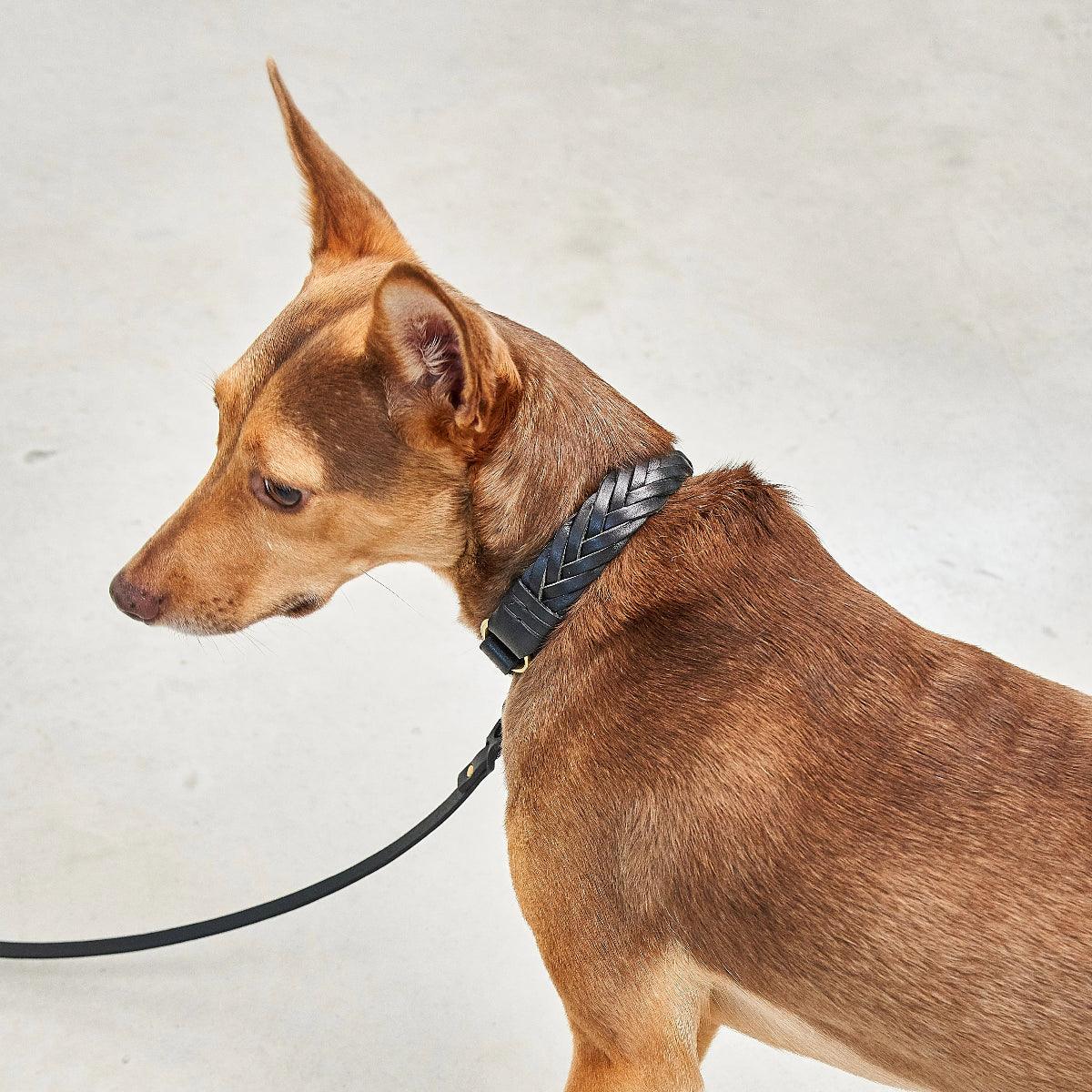 Collier pour chien tissé à la main - PALERMO - Kasibe