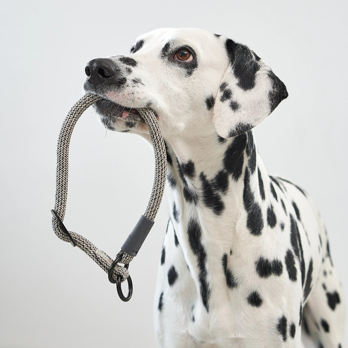 collier pour chien anti étranglement en nylon - kasibe