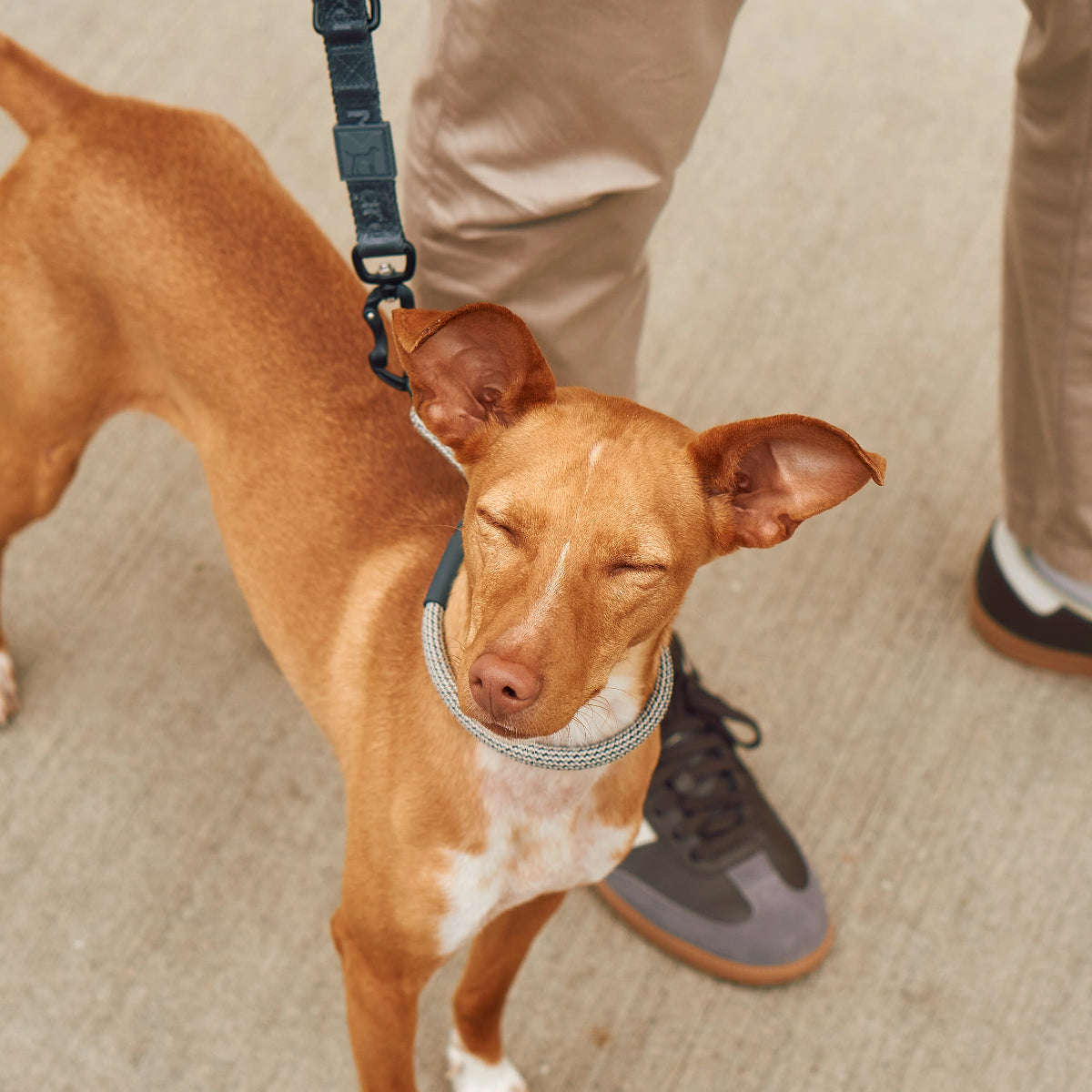 collier pour chien anti étranglement en nylon - kasibe