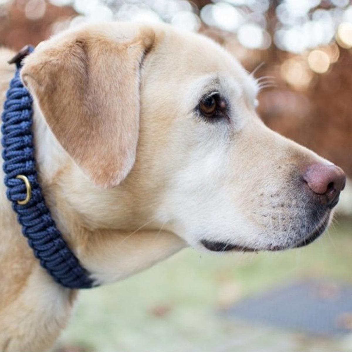 collier pour chien en corde et cuir bleu boucle laiton - kasibe