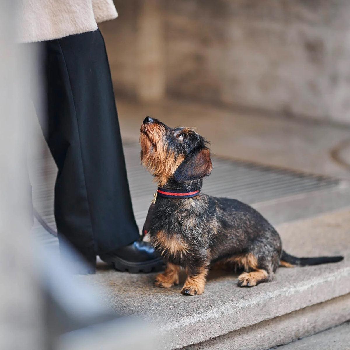Colliers pour chiens de qualité - CHARLES & FLORENCE - Kasibe