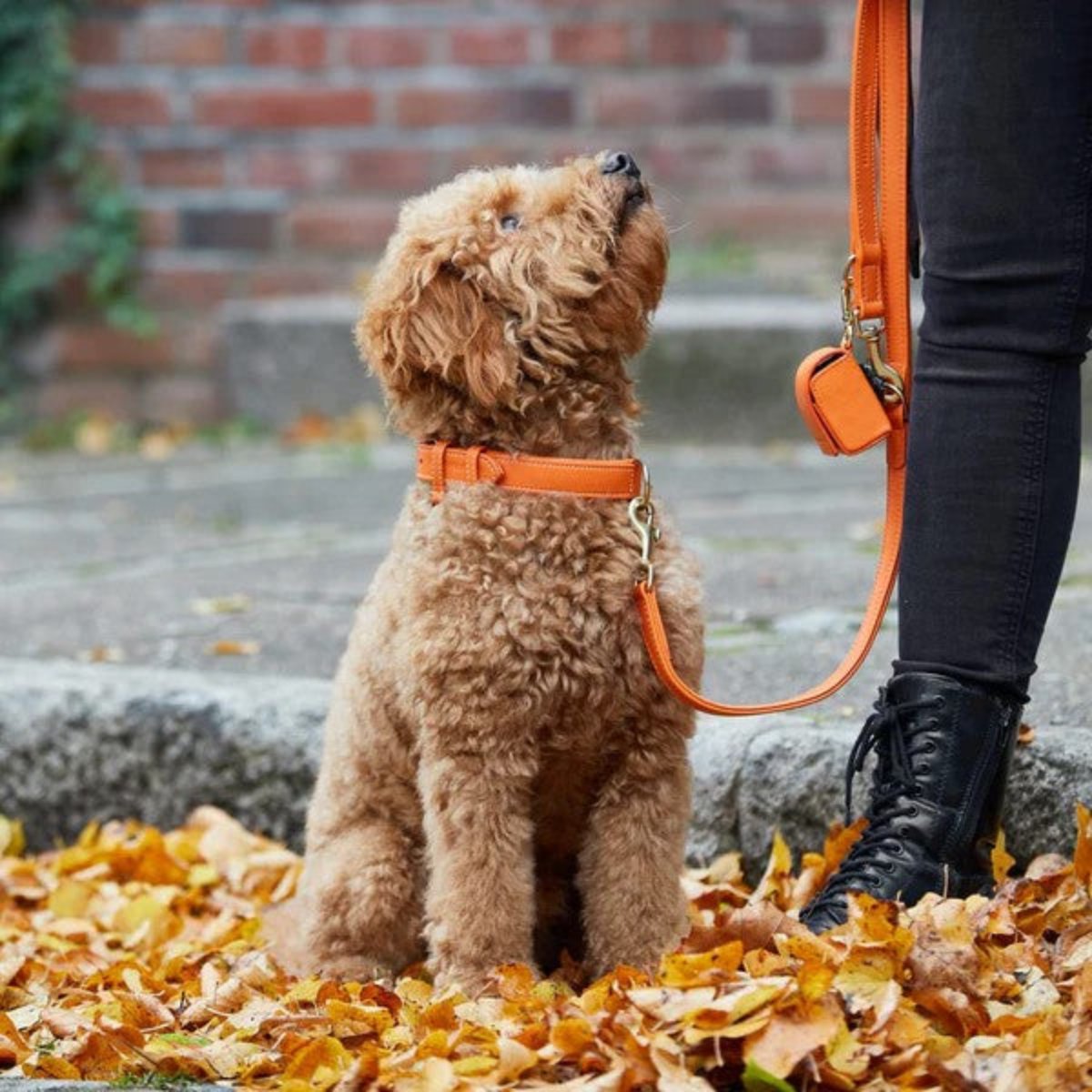Colliers pour chiens mode - PLAINE - Kasibe