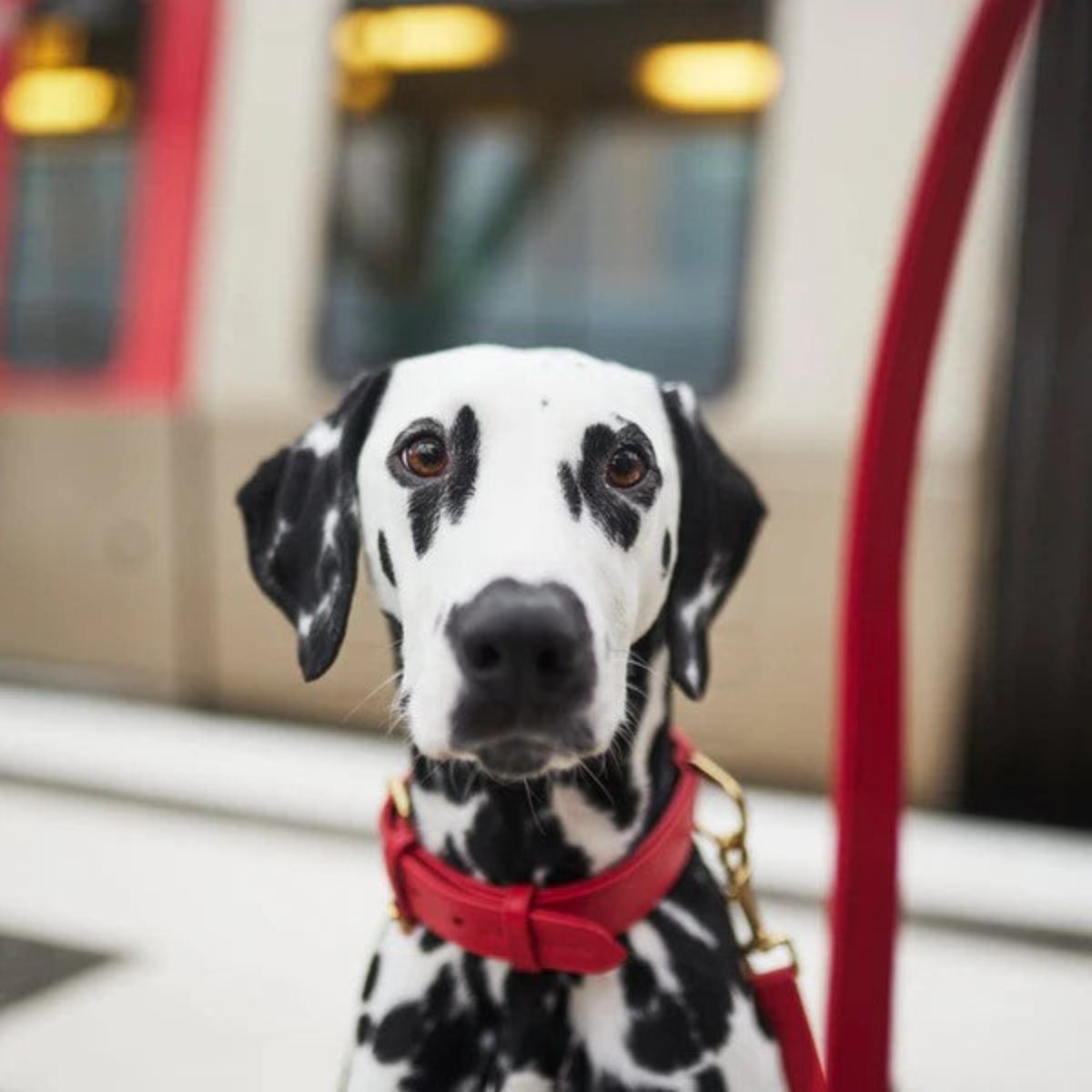Colliers pour chiens mode - PLAINE - Kasibe
