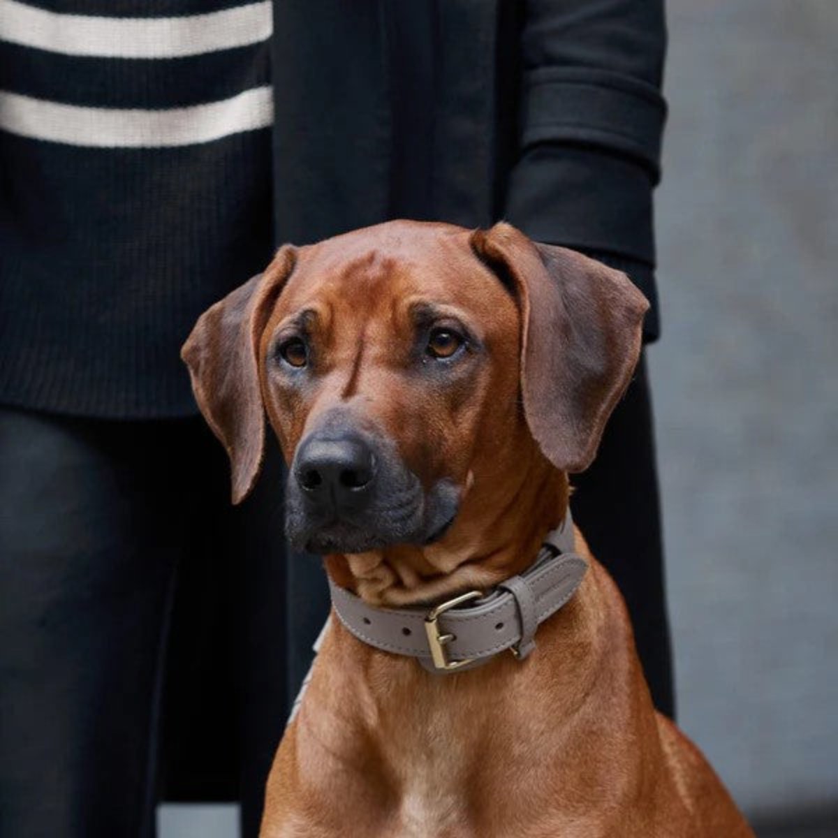 Colliers pour chiens mode - PLAINE - Kasibe