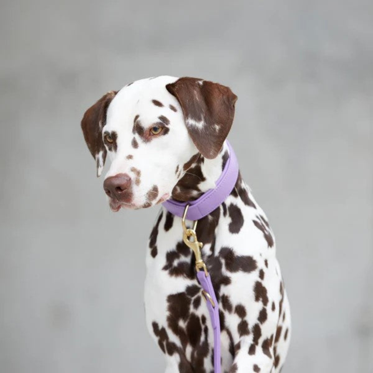 Colliers pour chiens mode - PLAINE - Kasibe