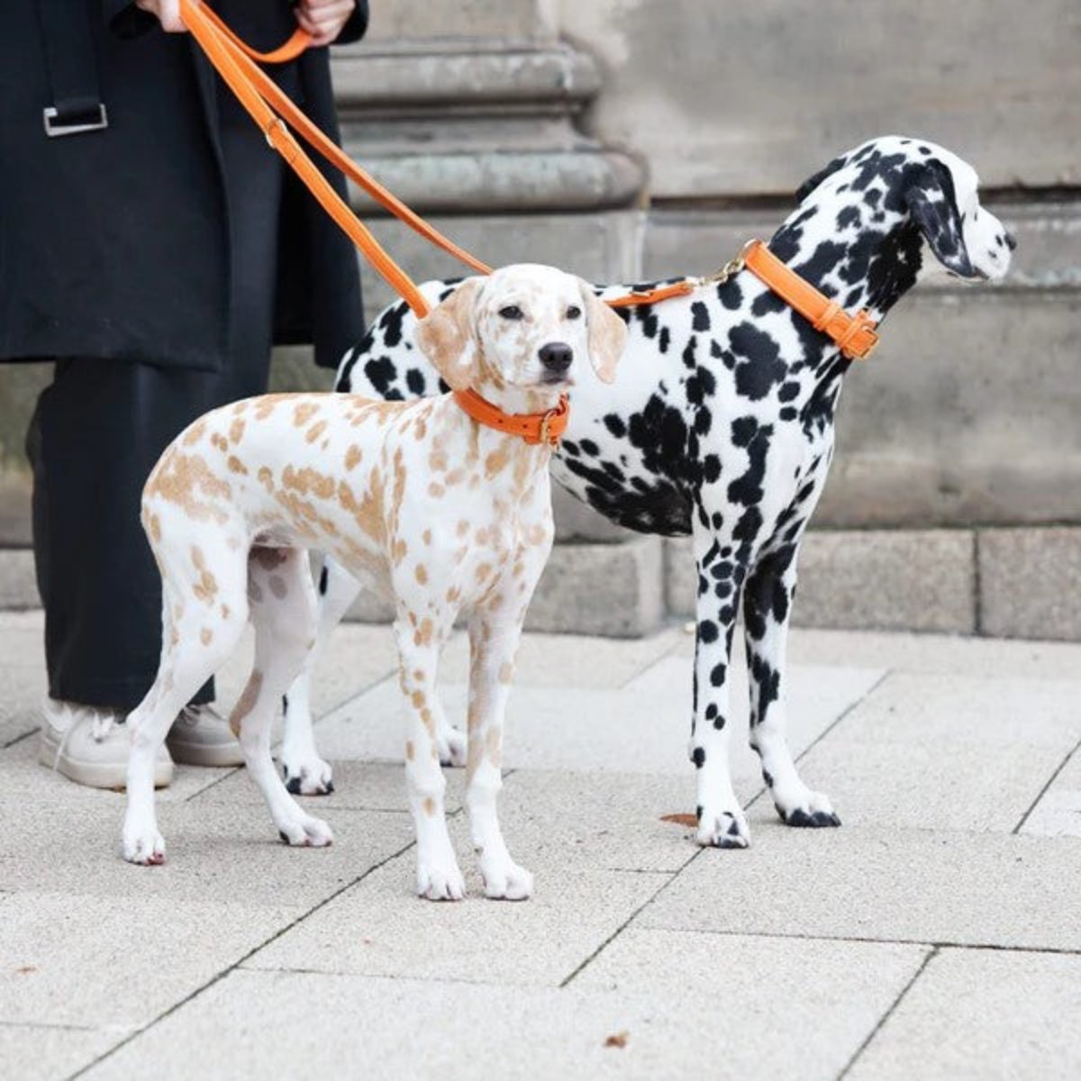 Colliers pour chiens mode - PLAINE - Kasibe