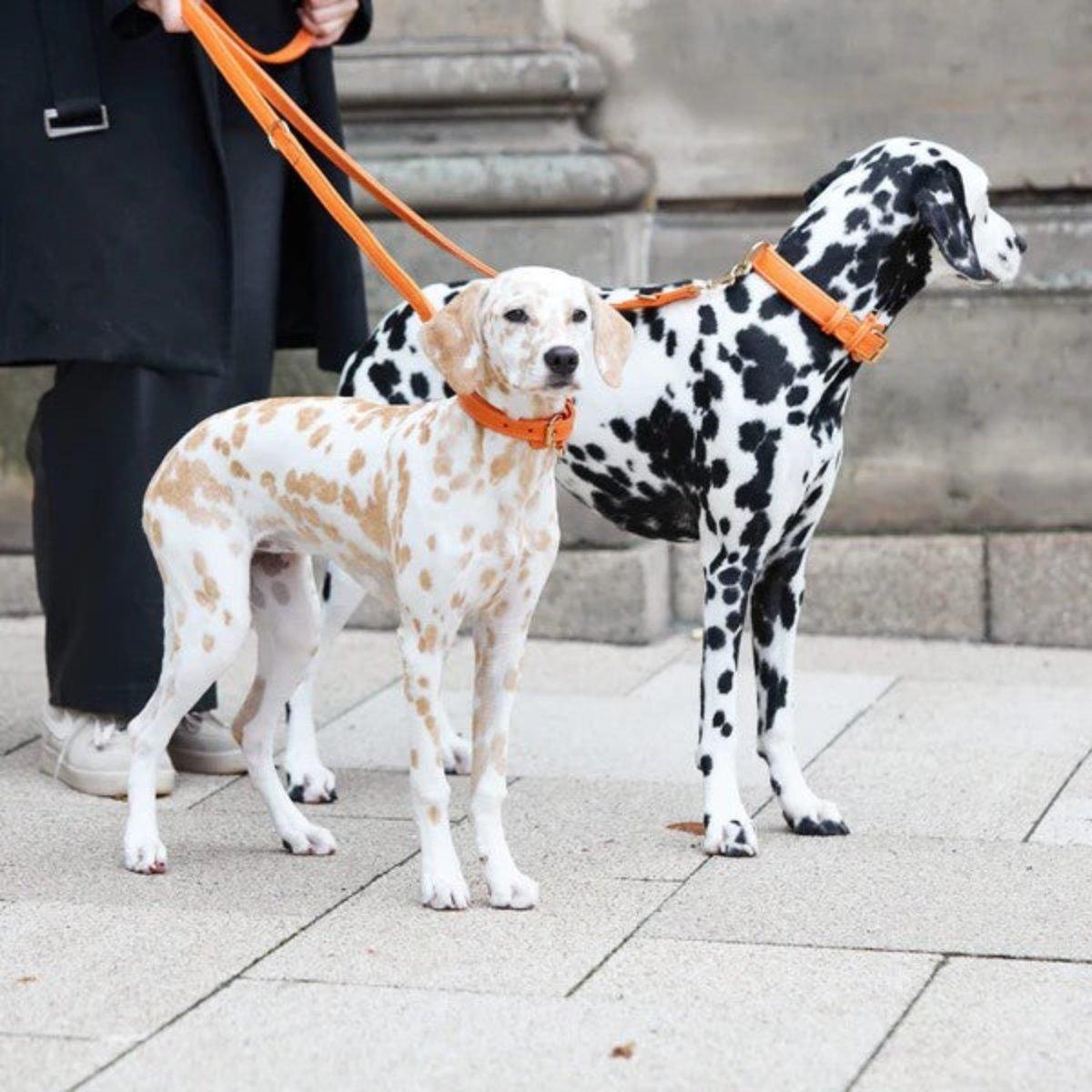 Colliers pour chiens mode - PLAINE - Kasibe