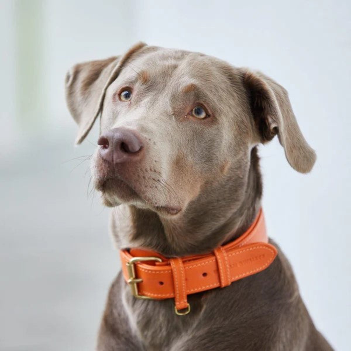 Colliers pour chiens mode - PLAINE - Kasibe