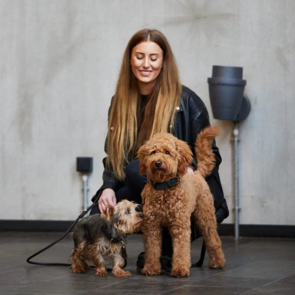 Colliers pour chiens mode - PLAINE - Kasibe