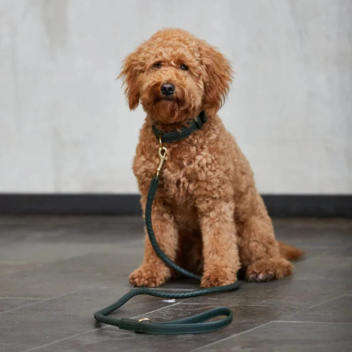 Colliers tressés pour chien - TWISTED - Kasibe