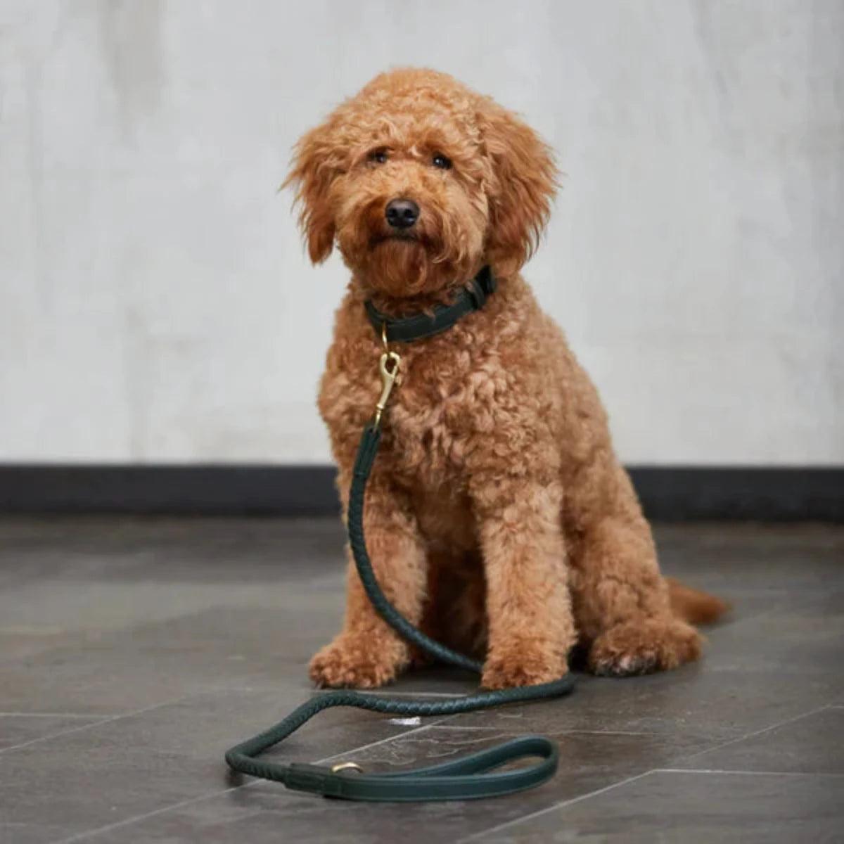 Colliers tressés pour chien - TWISTED - Kasibe