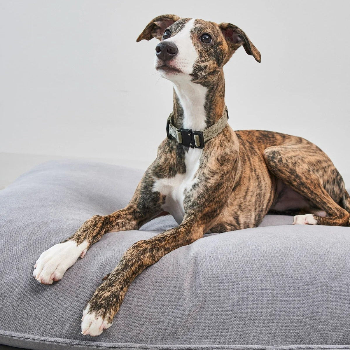 housse de coussin pour chien comodo miacara grise - kasibe