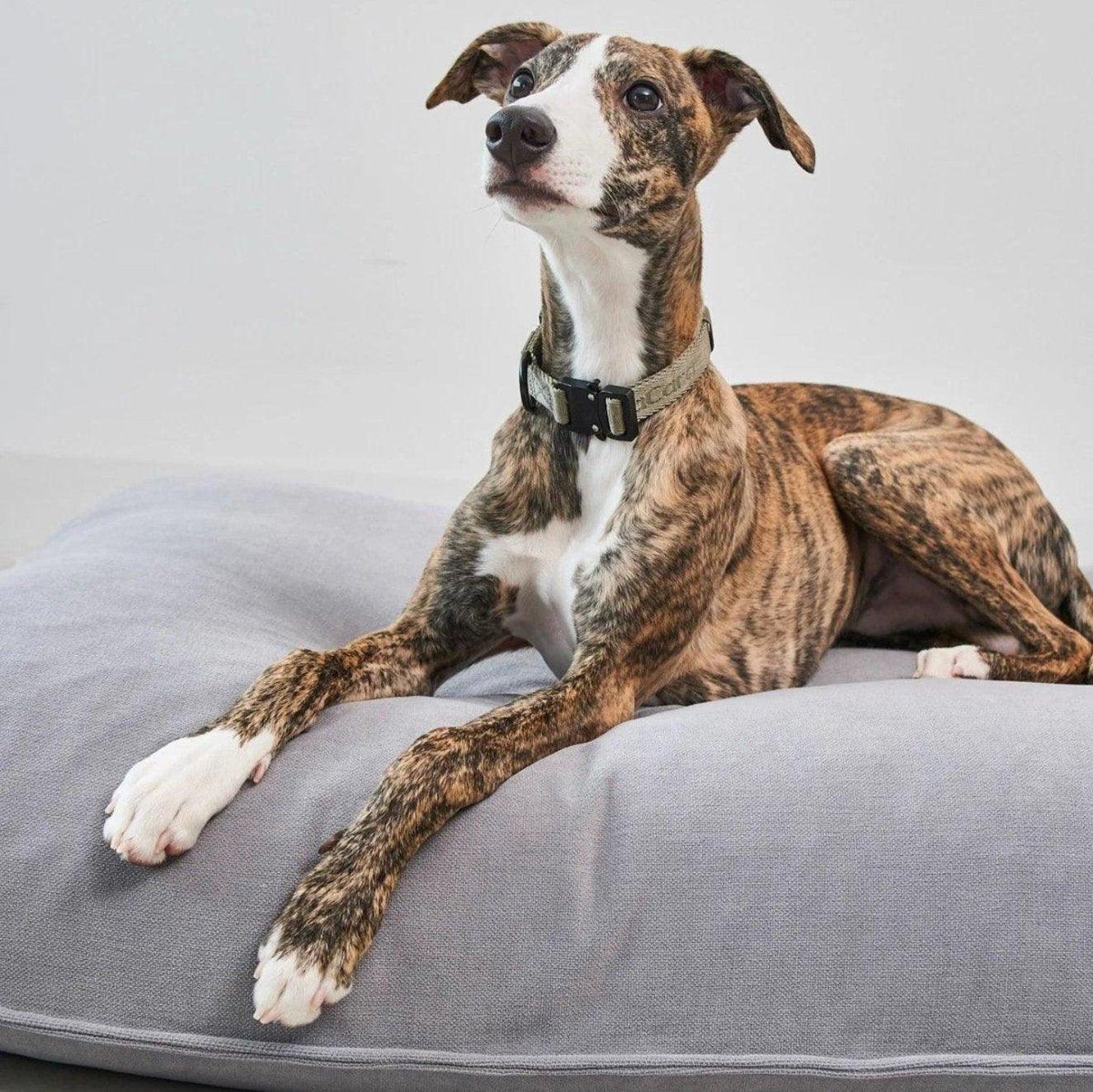 Coussin apaisant pour chien - COMODO - Kasibe