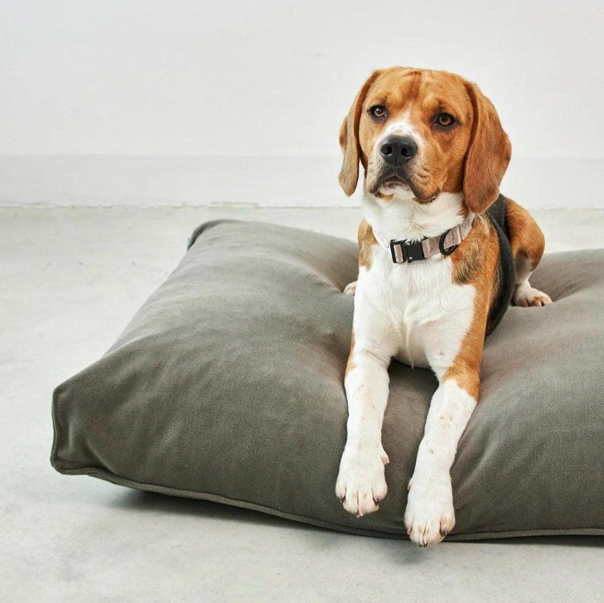 Coussin apaisant pour chien - COMODO - Kasibe