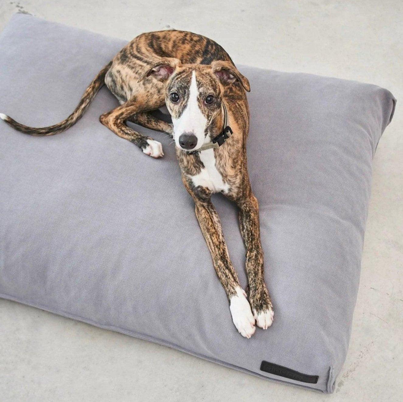 Coussin apaisant pour chien - COMODO - Kasibe