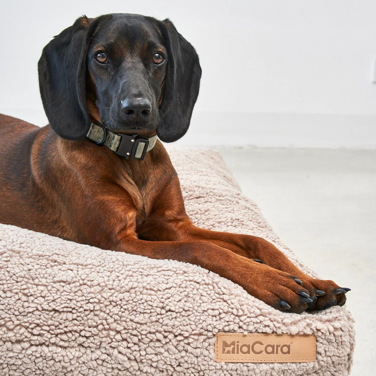 coussin pour chien senso grège miacara - kasibe