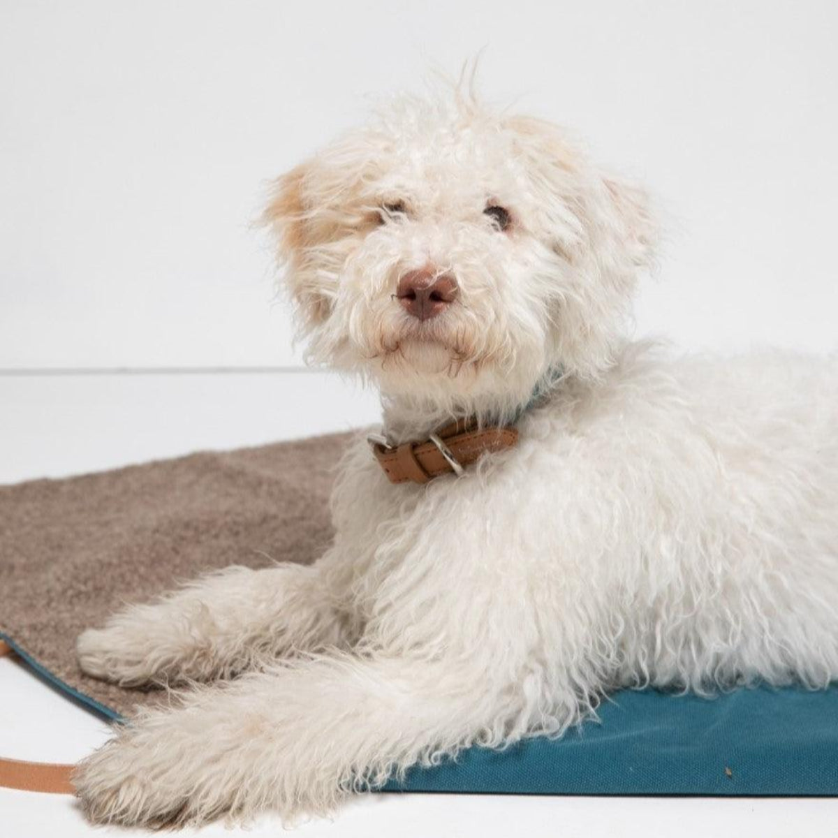 Coussin de voyage pour chien - STEVE COTON - Kasibe