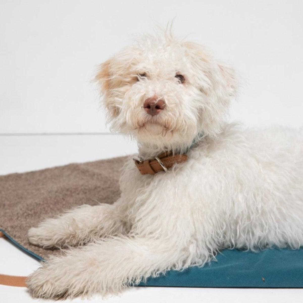 Coussin de voyage pour chien - STEVE COTON - Kasibe