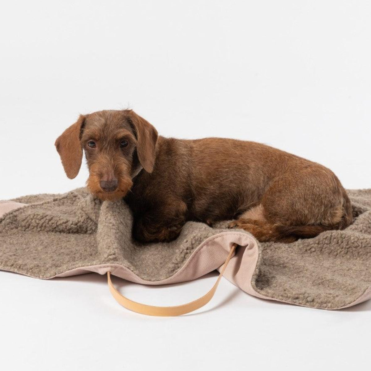 Coussin de voyage pour chien - STEVE COTON - Kasibe