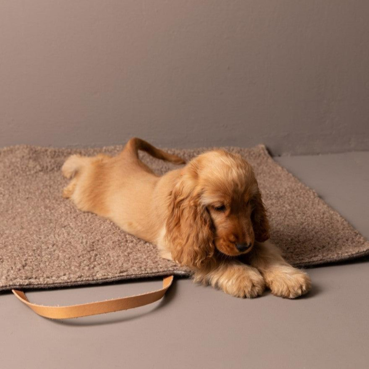 Coussin de voyage pour chien - STEVE COTON - Kasibe