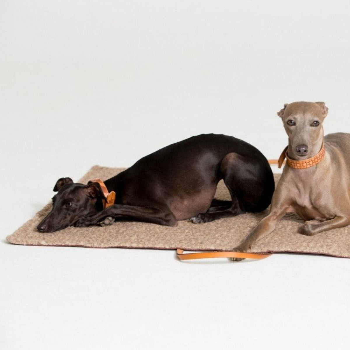 Coussin de voyage pour chien - STEVE COTON - Kasibe
