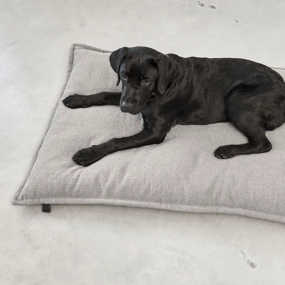 coussin orthopédique pour chien de luxe gris - kasibe