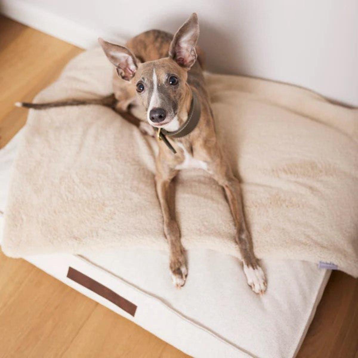 Coussin pour chien relaxant - CHILL - Kasibe