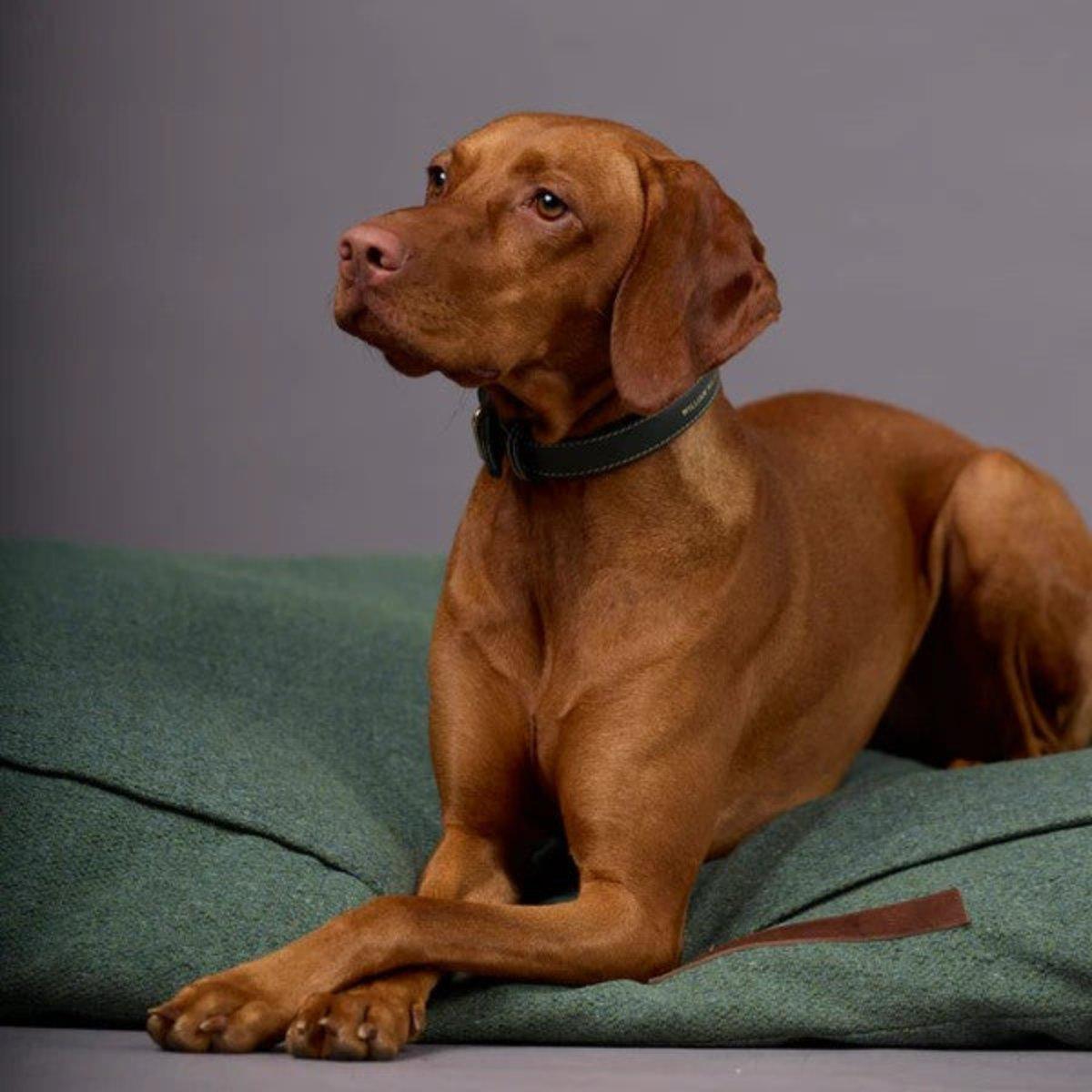 Coussin pour chien relaxant - CHILL - Kasibe