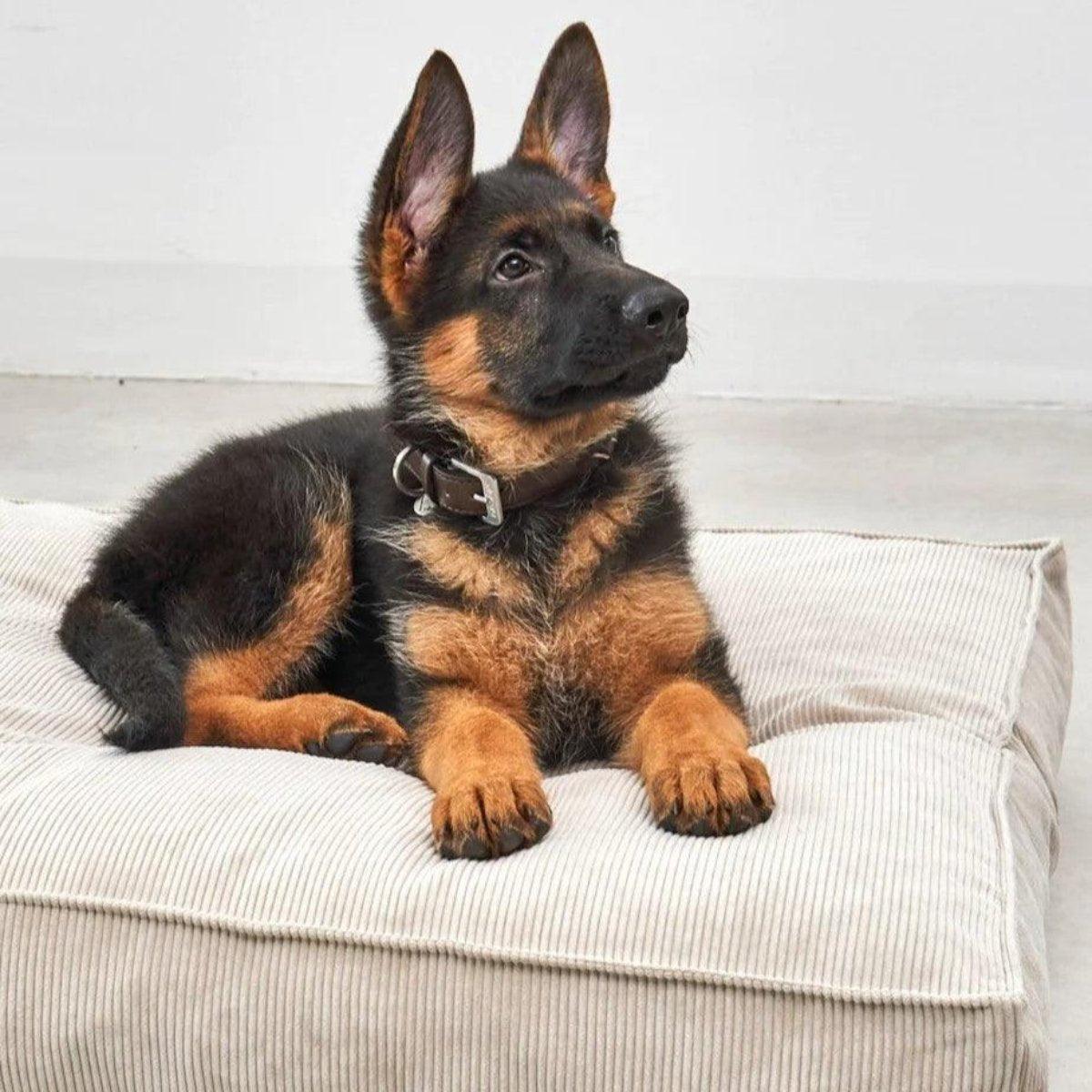 Housse coussin pour chien en velours côtelé - CORDO - kasibe