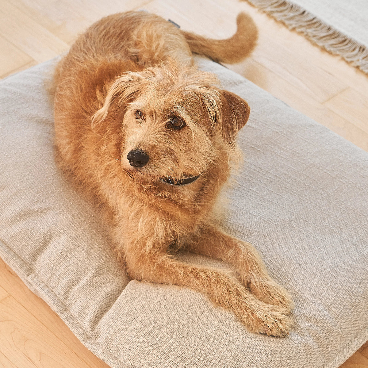 coussin orthopédique pour chien de luxe beige - kasibe