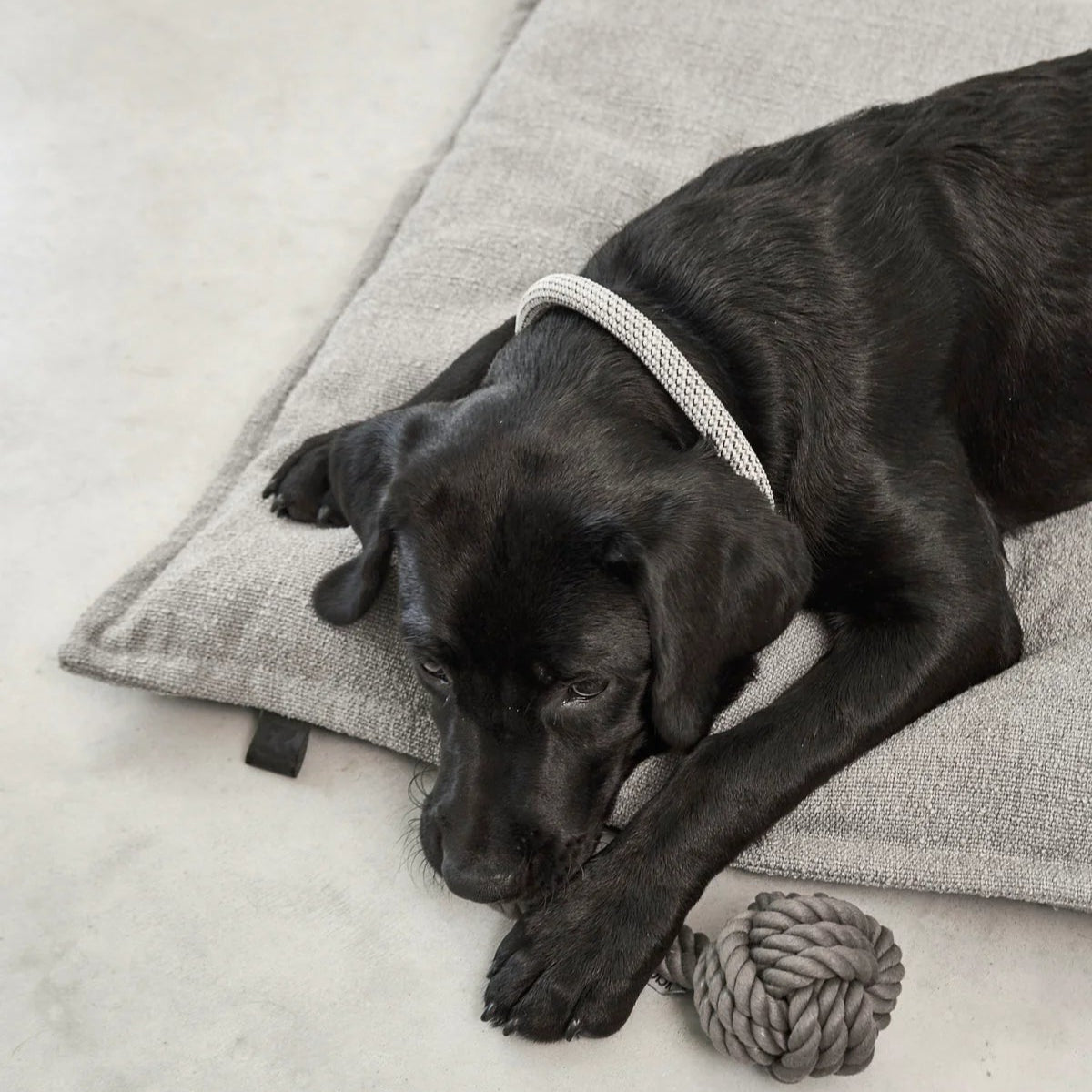 coussin orthopédique pour chien de luxe galet - kasibe