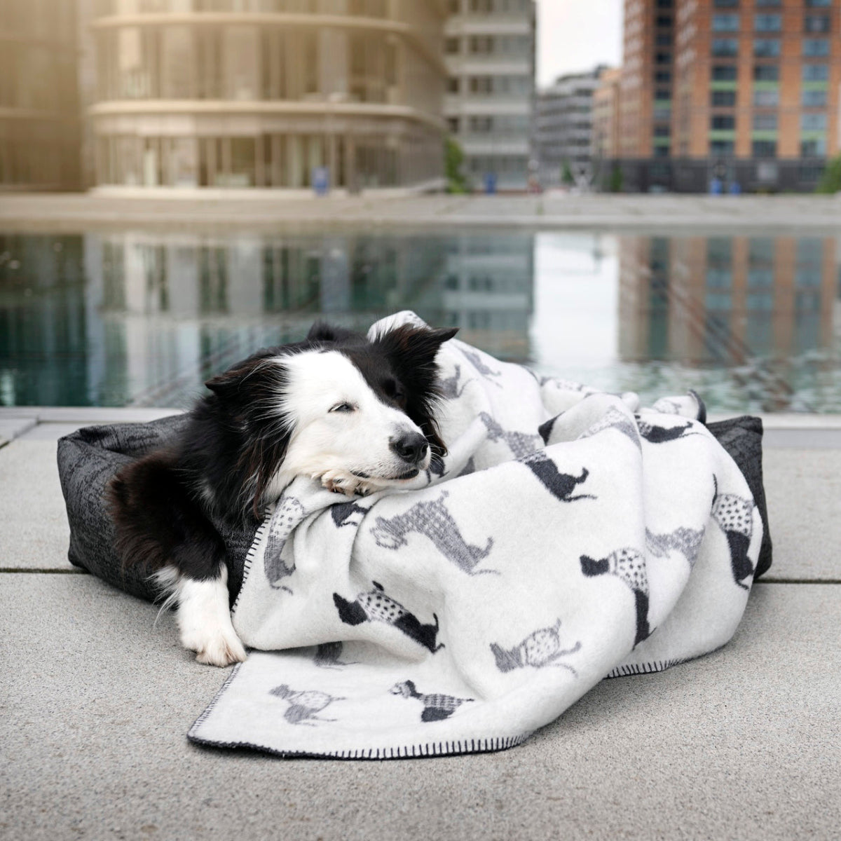 couverture pour chien teckel  réversible - kasibe