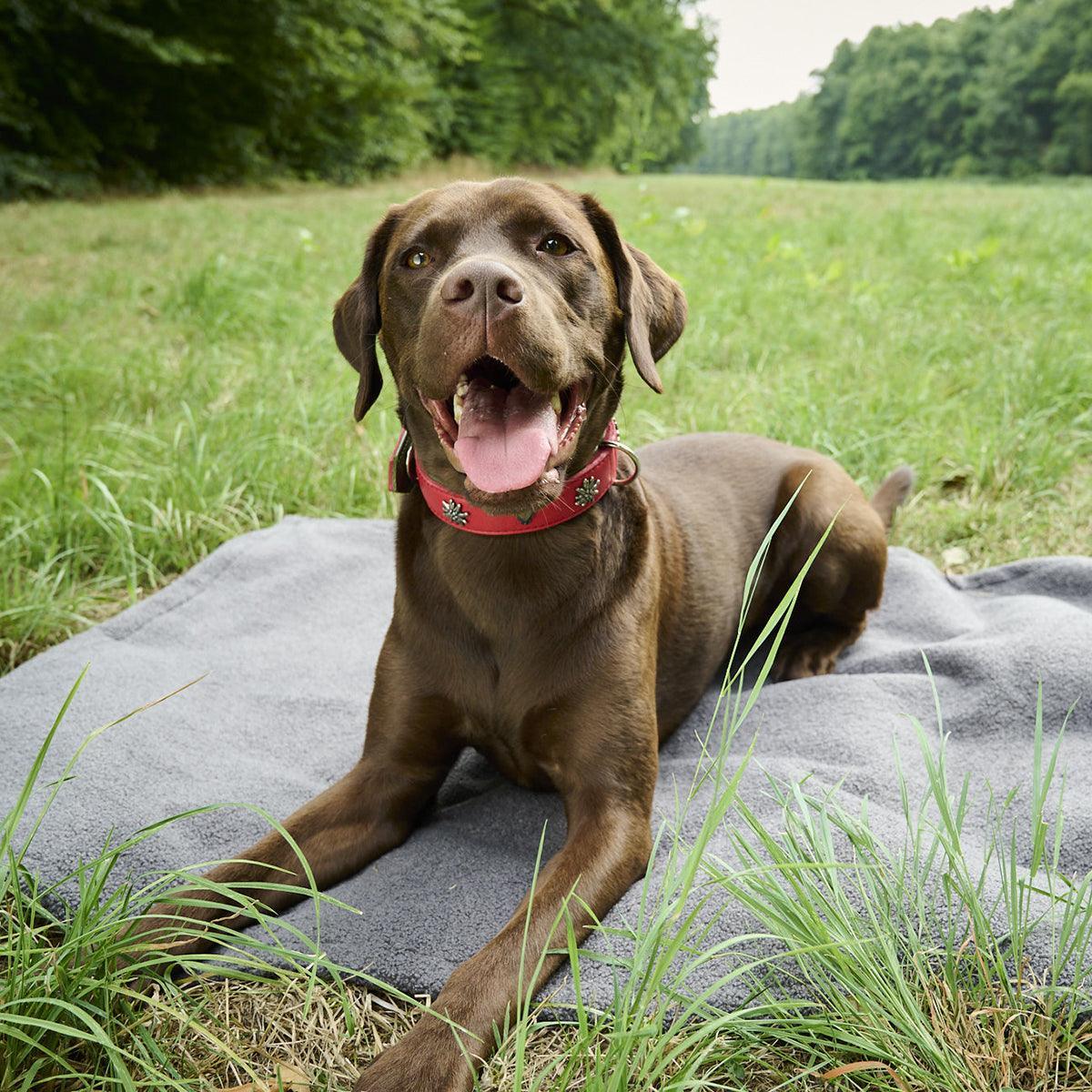 Couverture d'extérieur pour chien - TEDDY - Kasibe