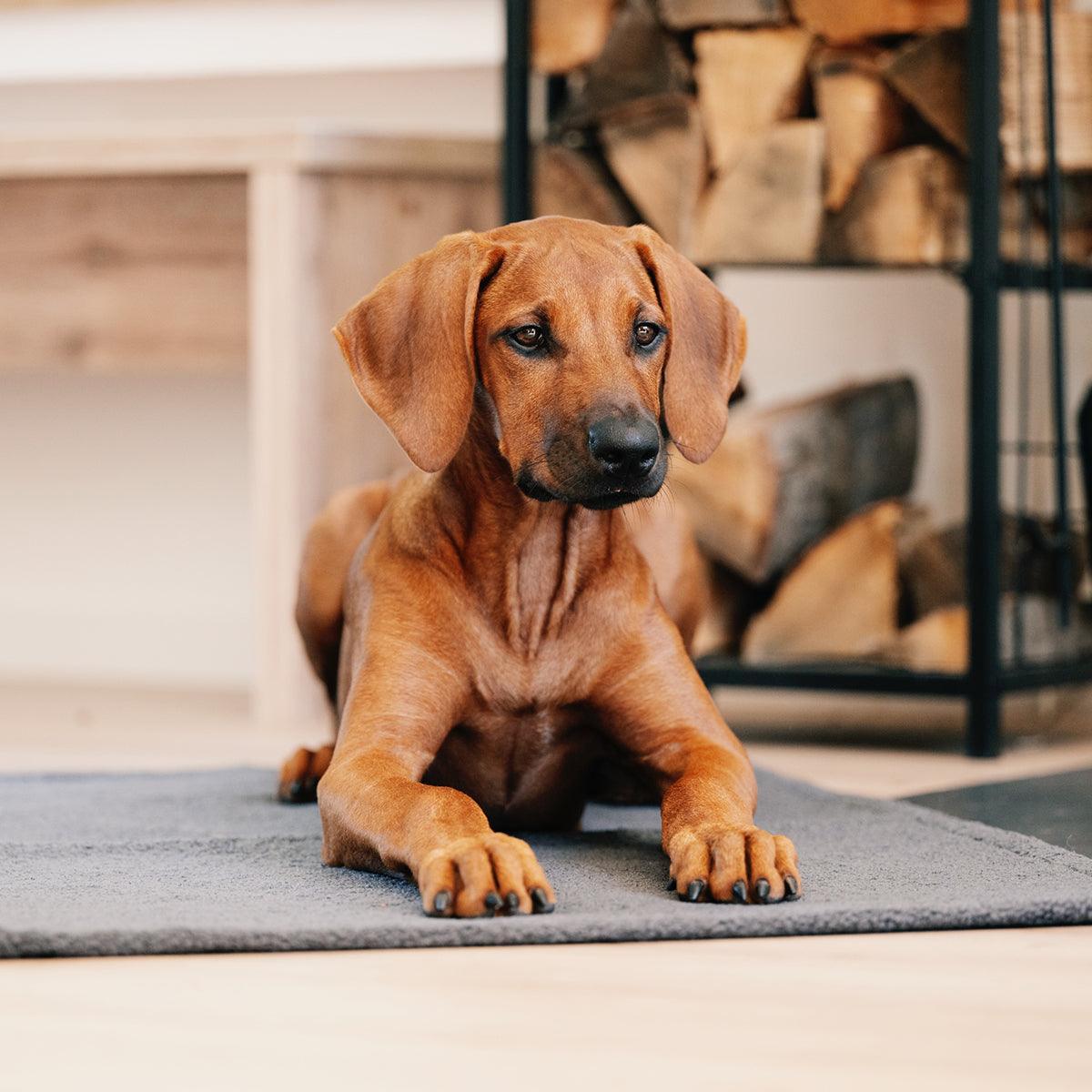 Couverture d'extérieur pour chien - TEDDY - Kasibe