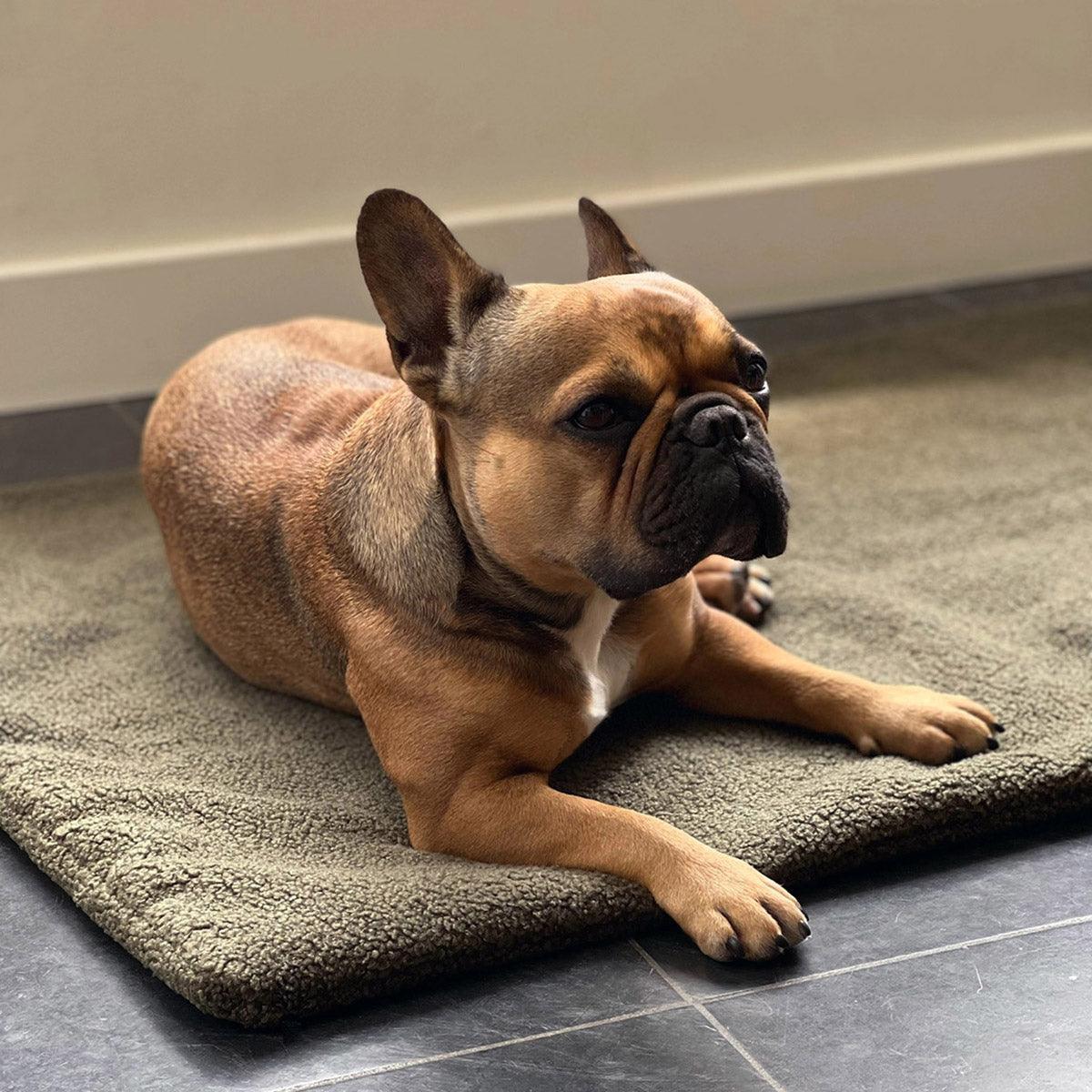 Couverture d'extérieur pour chien - TEDDY - Kasibe