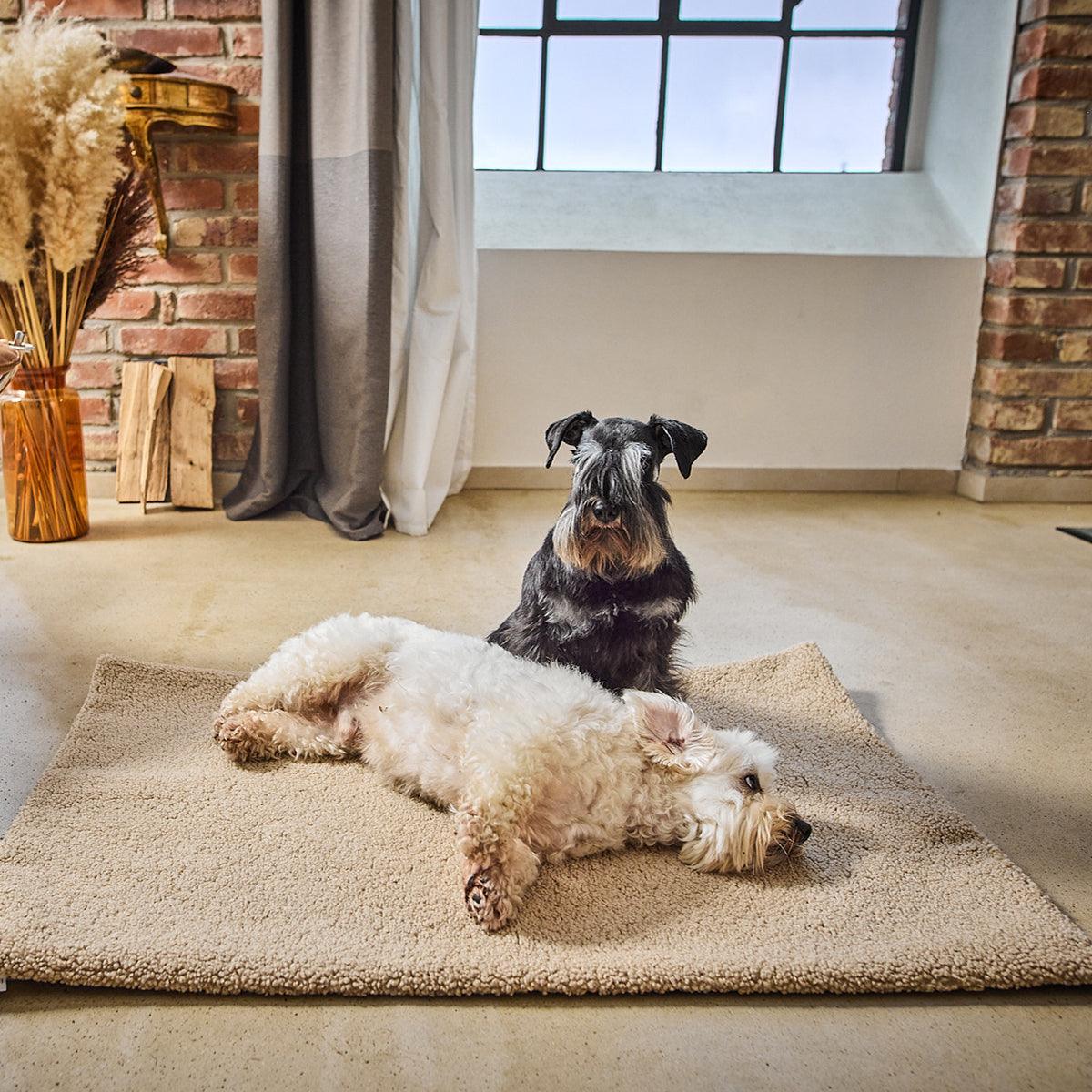 Couverture d'extérieur pour chien - TEDDY - Kasibe