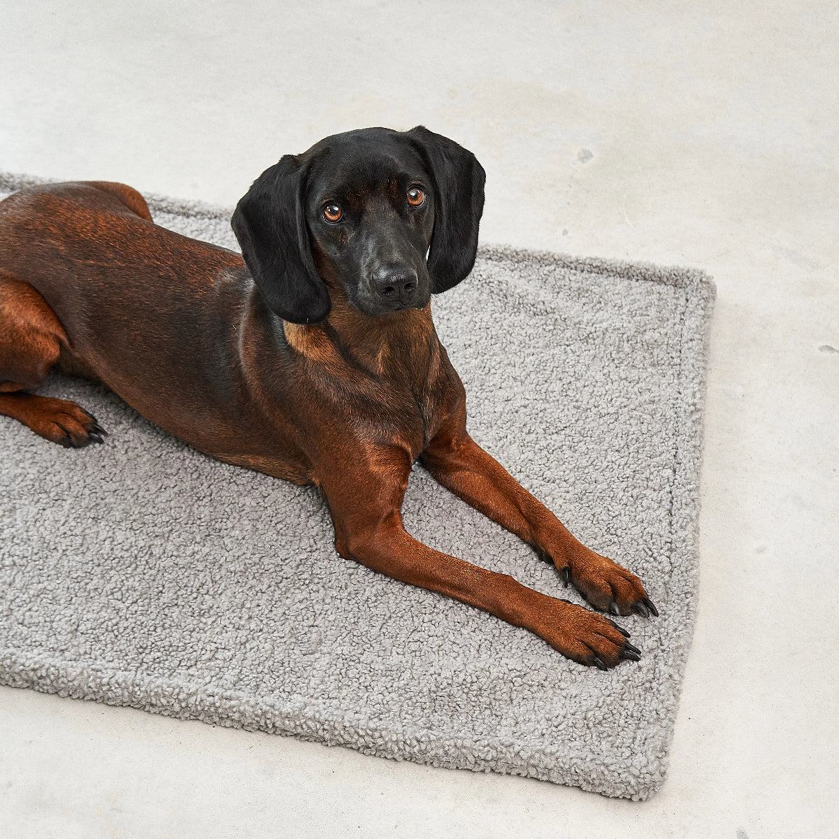 couverture pour chien grise - kasibe