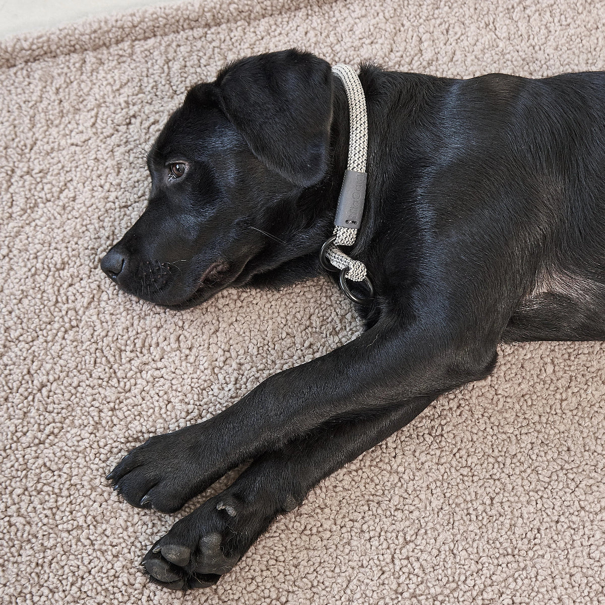 couverture pour chien - kasibe