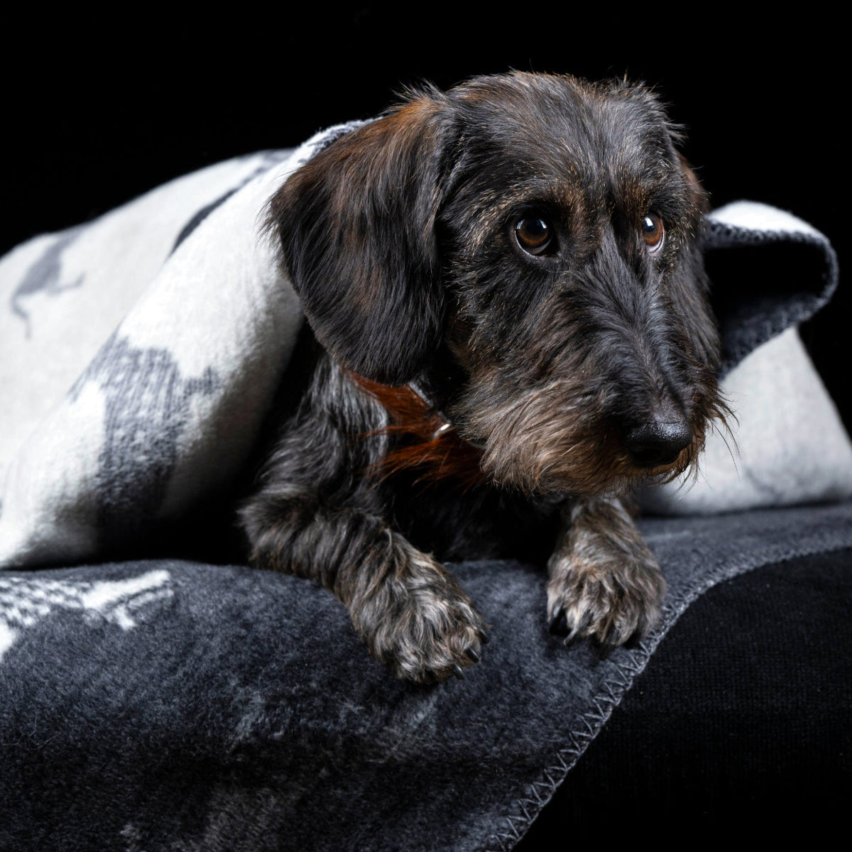 couverture pour chien teckel voiture - kasibe