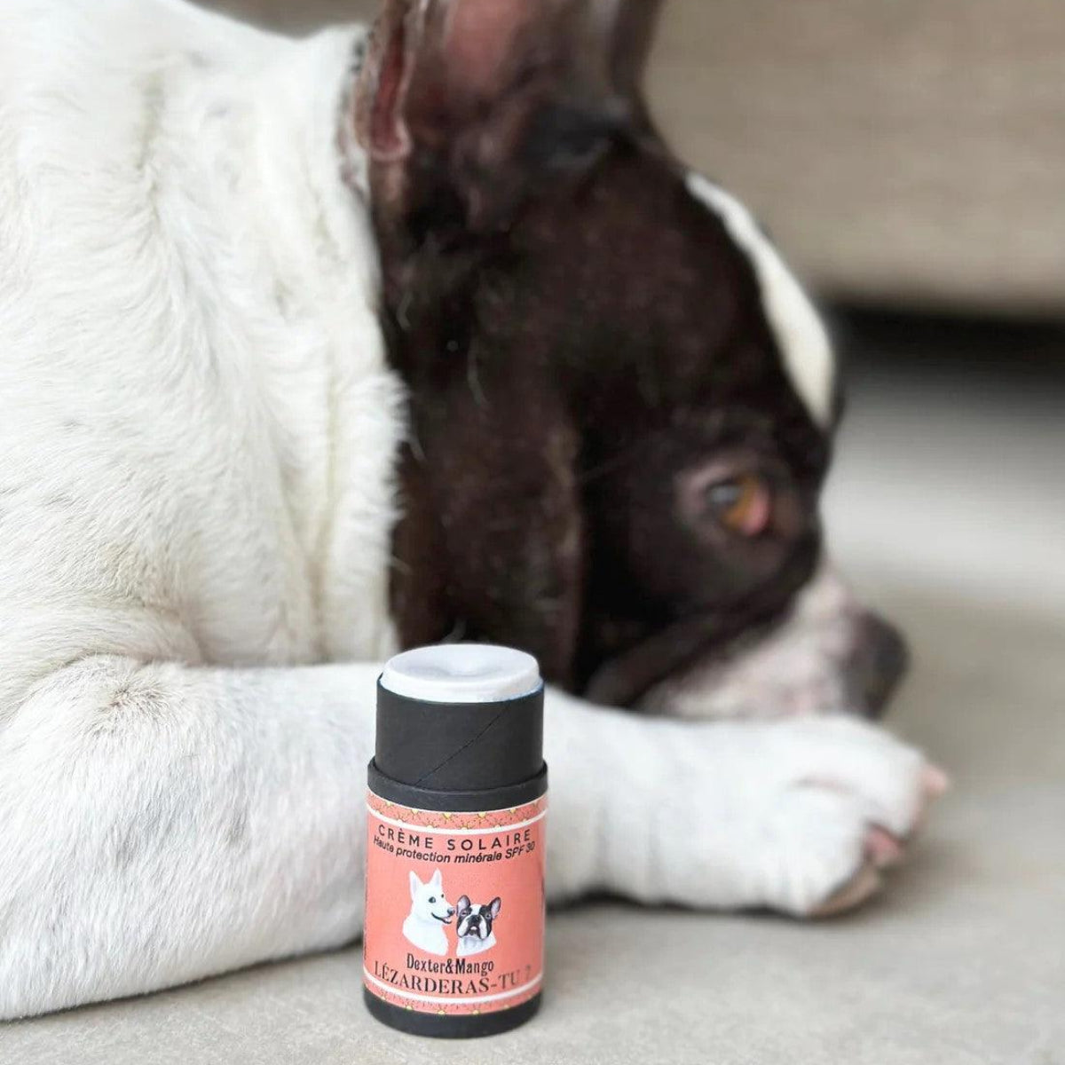 Crème solaire pour chien & chat - LEZARDERAS TU? - Kasibe