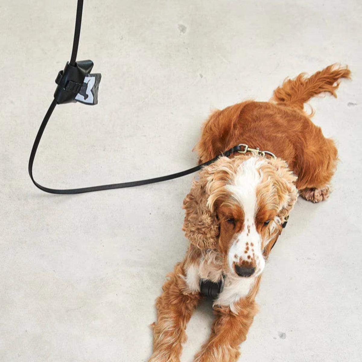 Distributeur de sac à crottes orignal - PISA - Kasibe