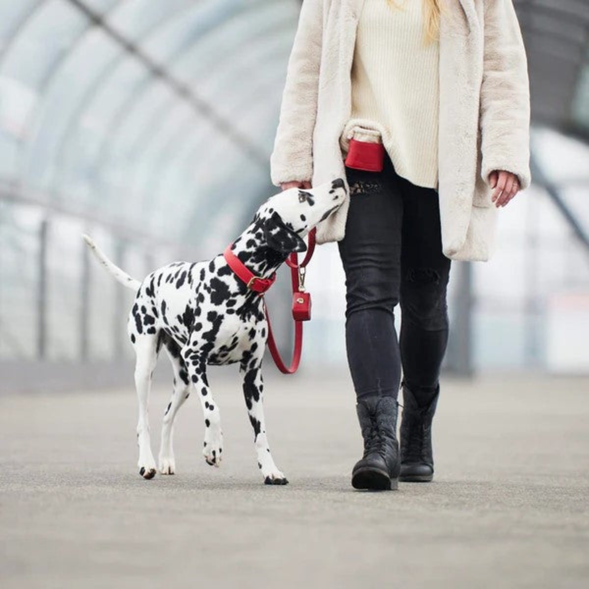 Distributeurs de friandises pour chien élégants - PLAINE - Kasibe