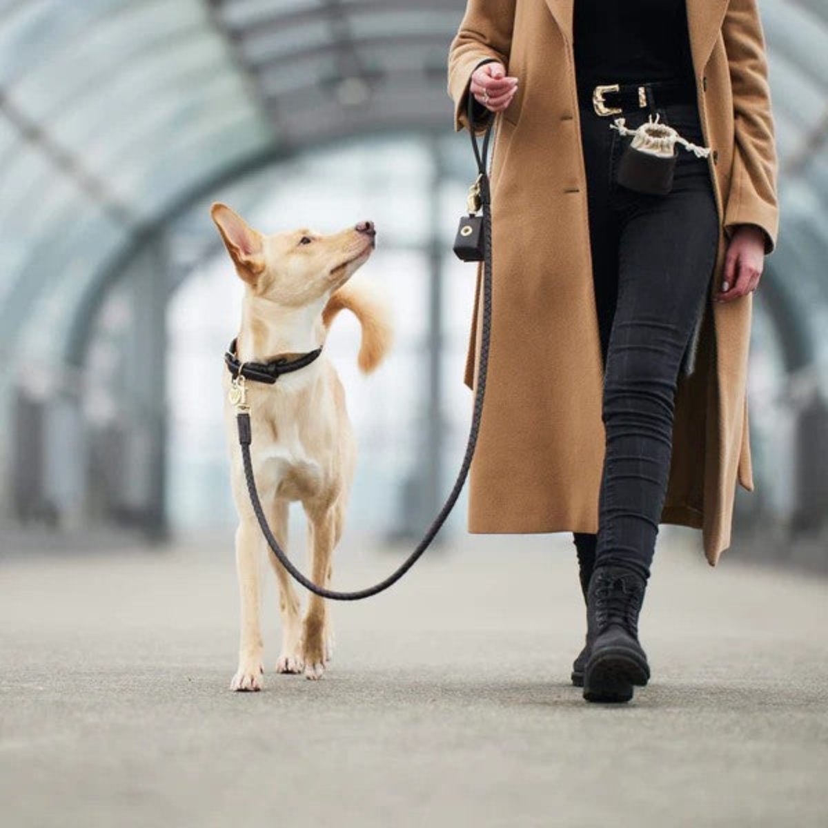 Distributeurs de friandises pour chien élégants - PLAINE - Kasibe