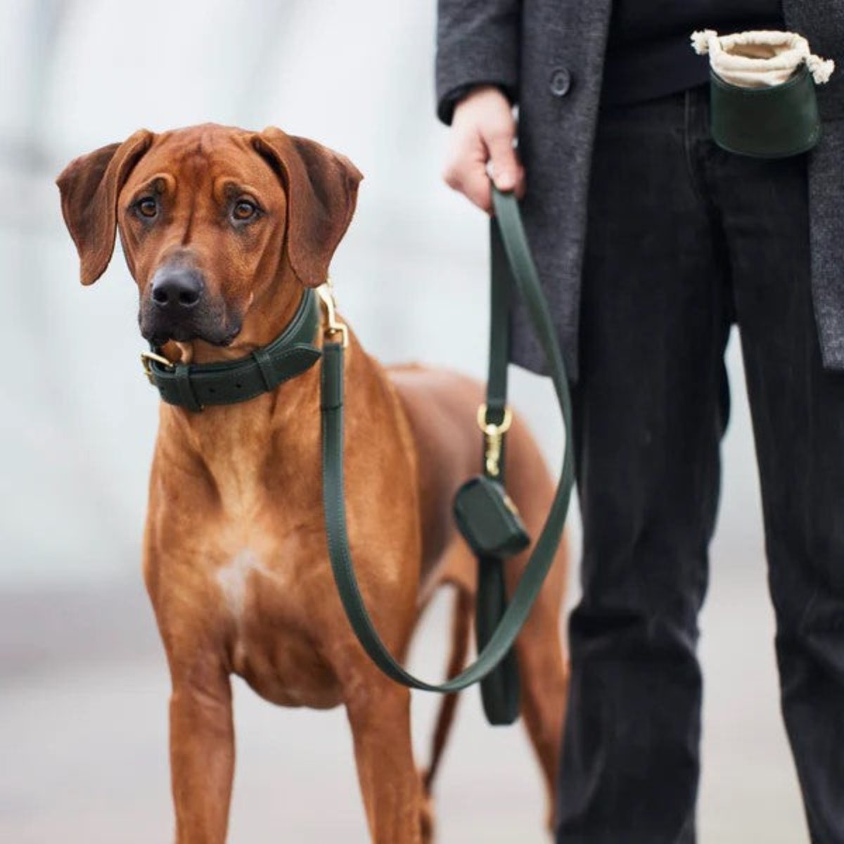 Distributeurs de friandises pour chien élégants - PLAINE - Kasibe